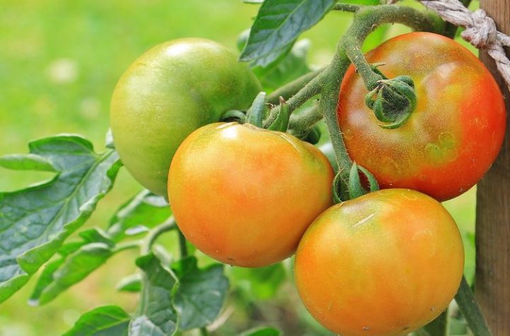 penyebab dan cara mengatasi tomat layu