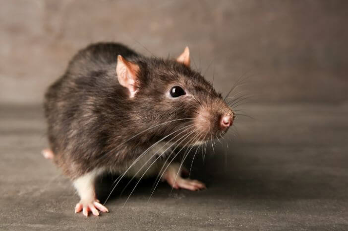 penyakit berbahaya akibat tikus