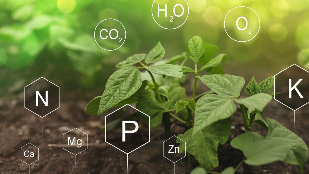 manfaat pemberian nutrisi tanaman