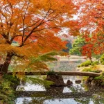 tempat di Tokyo untuk menikmati momiji