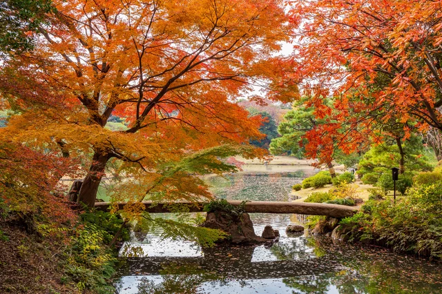 tempat di Tokyo untuk menikmati momiji